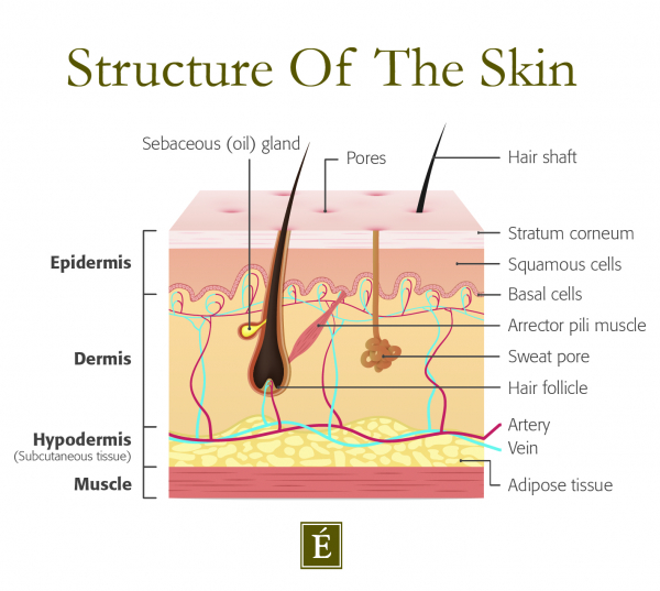 Structure of skin infographic